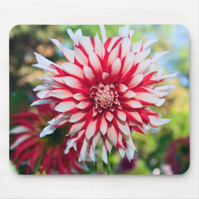 Alfombrilla De Ratón Peppermint Dahlia Mousepad (Frente)