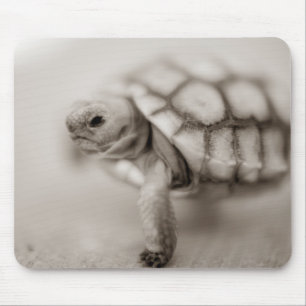 Alfombrilla De Ratón Pequeña tortuga