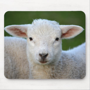 Alfombrilla De Ratón Pequeñas ovejas lindas