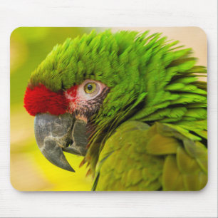 Alfombrilla De Ratón Perfil de guacamayo en el zoológico de Santa Bárba