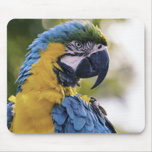 Alfombrilla De Ratón Perfil de loro guacamayo retrato fotografía
