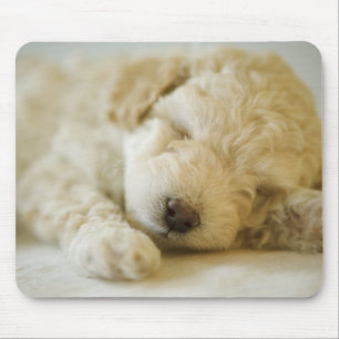 Alfombrilla De Ratón Perrito 2 del caniche el dormir