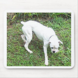 Alfombrilla De Ratón Perrito blanco del boxeador lleno