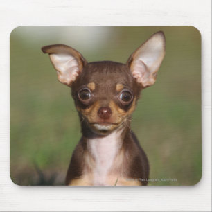 Alfombrilla De Ratón Perrito de la chihuahua que mira la cámara