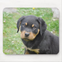 Perrito de Rottweiler