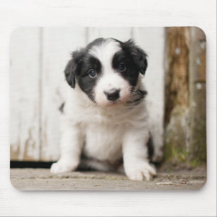 Alfombrilla De Ratón Perrito del border collie