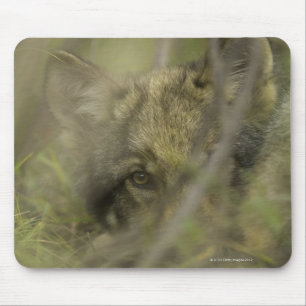 Alfombrilla De Ratón Perrito del lobo gris (lupus de Canis) solo,
