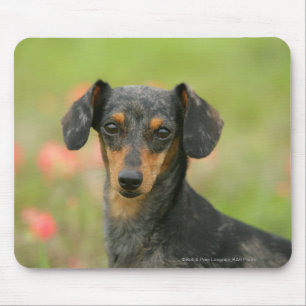 Alfombrilla De Ratón perrito miniatura Liso-haired del Dachshund que