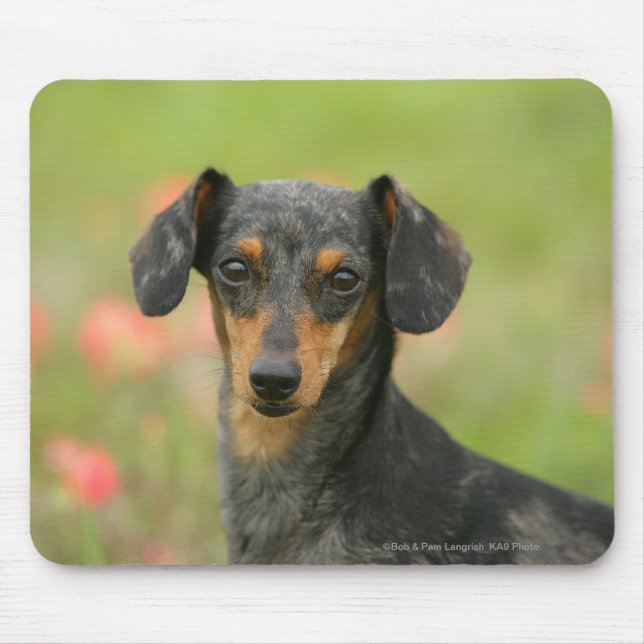 Alfombrilla De Ratón perrito miniatura Liso-haired del Dachshund que (Frente)