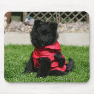 Alfombrilla De Ratón Perrito negro de Pomeranian que mira la cámara