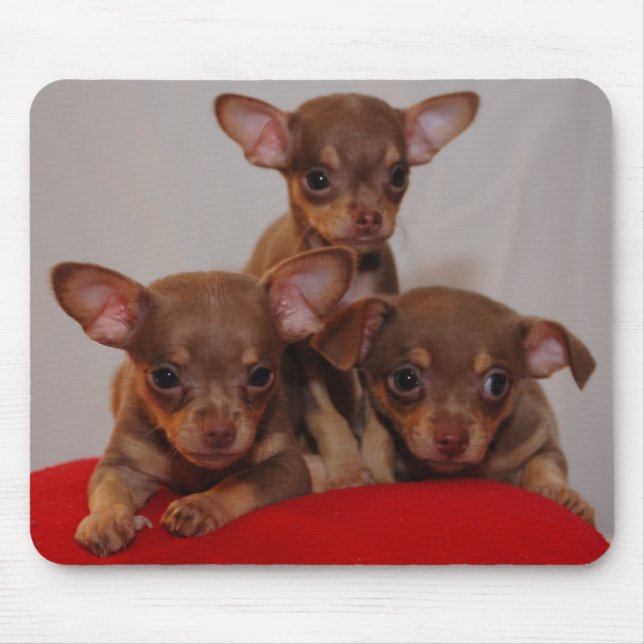 Alfombrilla De Ratón Perritos de la chihuahua (Frente)