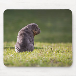 Alfombrilla De Ratón perro, bulldog, bulldog inglés