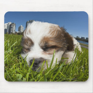 Alfombrilla De Ratón Perro cachorro lindo en el parque, Vancouver, BC, 