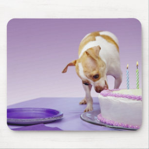 Alfombrilla De Ratón Perro (chihuahua) comiendo pastel de cumpleaños en