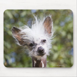 ALFOMBRILLA DE RATÓN PERRO CHINO CREADO (SIN PELO)