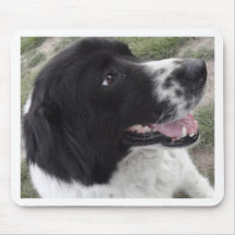 Perro de pastor búlgaro de Sara