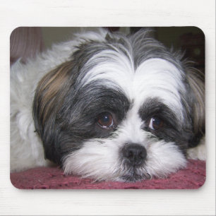 Alfombrilla De Ratón Perro de Shih Tzu
