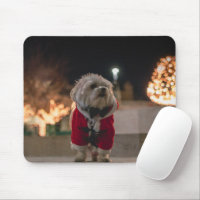Perro disfrazado de Santa Claus