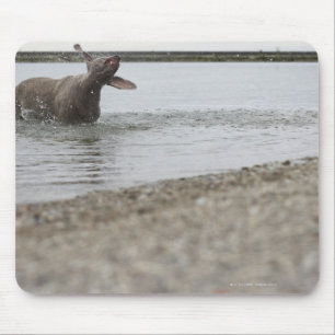 Alfombrilla De Ratón Perro en el lago que sacude del agua