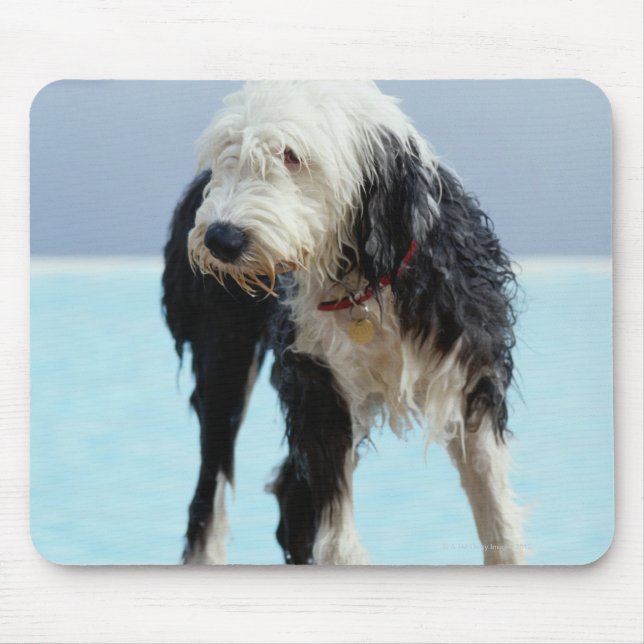 Alfombrilla De Ratón Perro húmedo junto a una piscina (Frente)