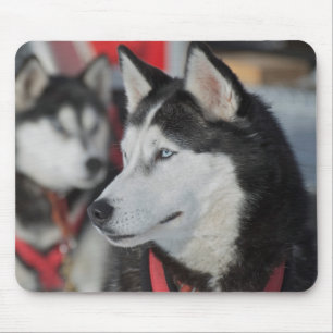 Alfombrilla De Ratón Perro husky antes de una carrera, Canadá
