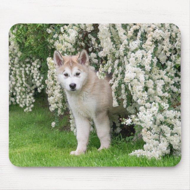 Alfombrilla De Ratón Perro malamute de Alaska en foto - (Frente)