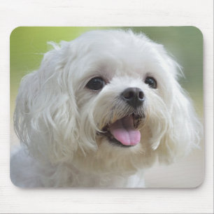 Alfombrilla De Ratón Perro maltés blanco