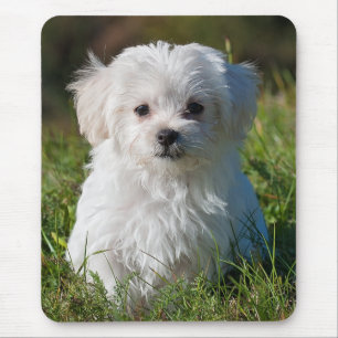 Alfombrilla De Ratón Perro picante maltés blanco, mullido