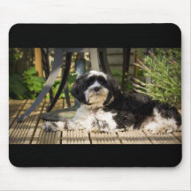 Perro que pone en decking en el sol