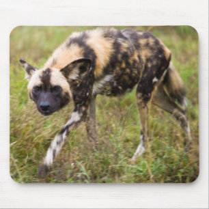 Alfombrilla De Ratón Perro Salvaje Africano (Lycaon Pictus), Madikwe Ga