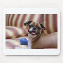 Perro supercutto con su bola favorita