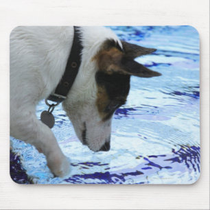 Alfombrilla De Ratón Perro tocando agua en la piscina