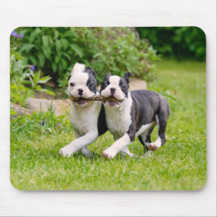 Alfombrilla De Ratón Perros de Boston Terrier, cachorros jugando