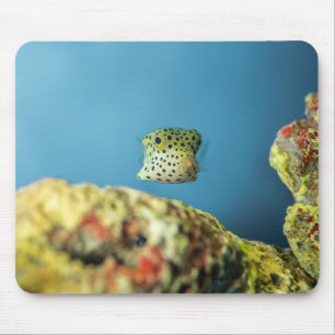 Alfombrilla De Ratón Pescado, mar, naturaleza
