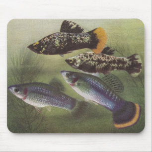 Alfombrilla De Ratón Pescado - Mollies - Poecilia sphenops