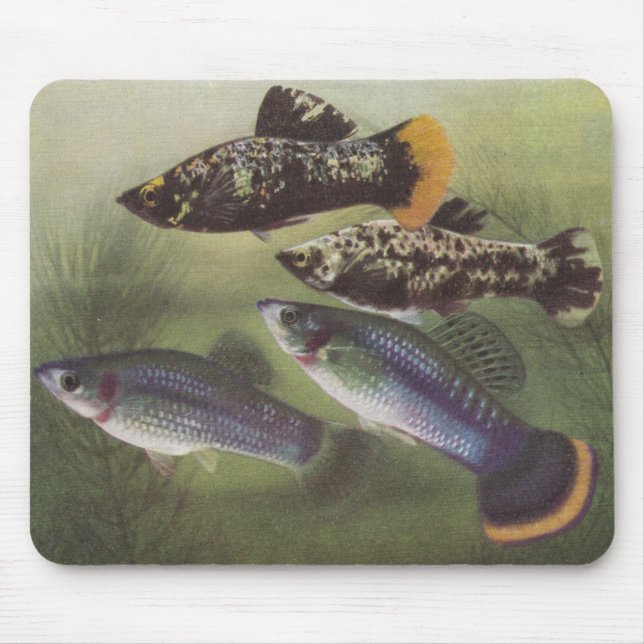 Alfombrilla De Ratón Pescado - Mollies - Poecilia sphenops (Frente)
