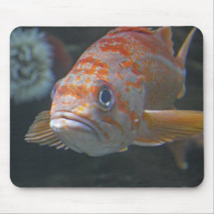 Alfombrilla De Ratón Pescados de la roca