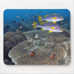 Alfombrilla De Ratón Pescados de Sweetlip