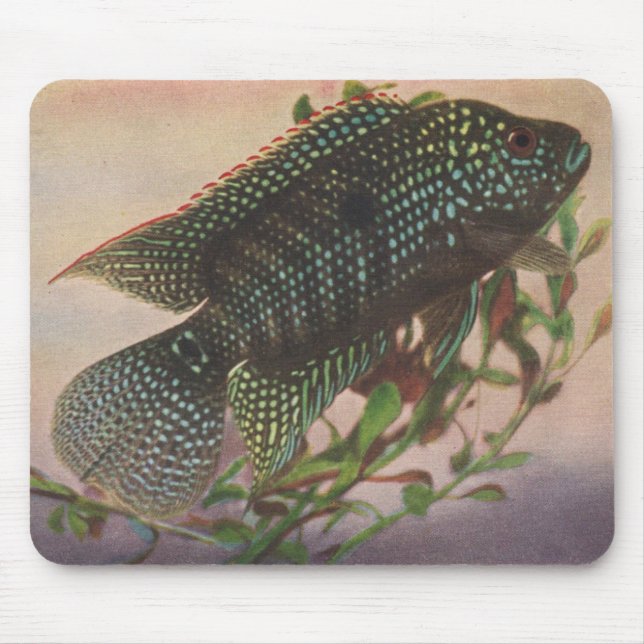 Alfombrilla De Ratón Pescados - octofasciatus de Jack Dempsey - de (Frente)