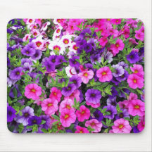Petunias Bonitas
