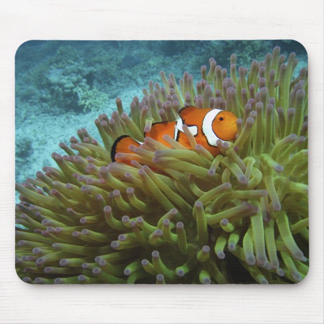 Alfombrilla De Ratón Pez payaso occidental ( Amphiprion ocellaris ) (Frente)