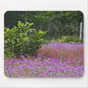 Alfombrilla De Ratón Phlox de Drummond, Phlox drummondi, Hilton Head