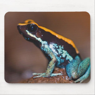 Alfombrilla De Ratón Phyllobates vittatus, una rana venenosa
