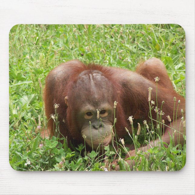 Alfombrilla De Ratón Piel y búsqueda Mousepad del orangután (Frente)