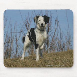 Alfombrilla De Ratón Pierna del border collie aumentada