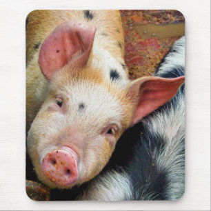 ALFOMBRILLA DE RATÓN PIGS