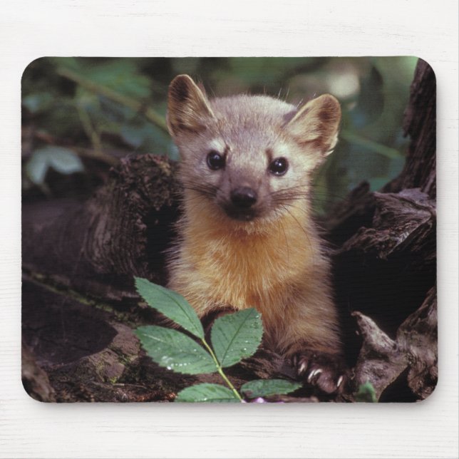 Alfombrilla De Ratón Pine Marten Mousepad (Frente)