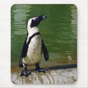 Alfombrilla De Ratón Pingüino africano Mousepad