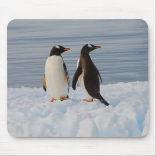 Alfombrilla De Ratón pingüino de gentoo, Pygoscelis Papua, en hielo gla