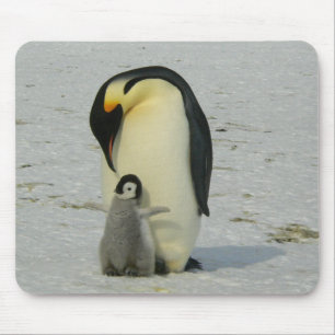 Alfombrilla De Ratón Pingüino de la madre y del bebé